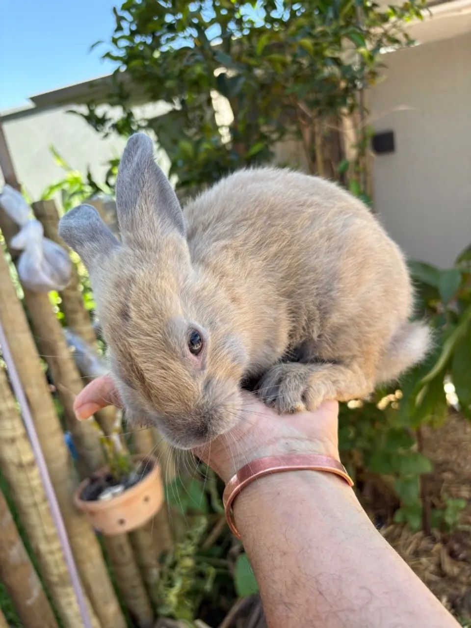 ? **COELHOS À VENDA - LINDOS E SAUDÁVEIS\!** ? - Foto 2