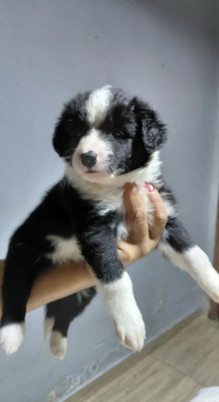 Border Collie 