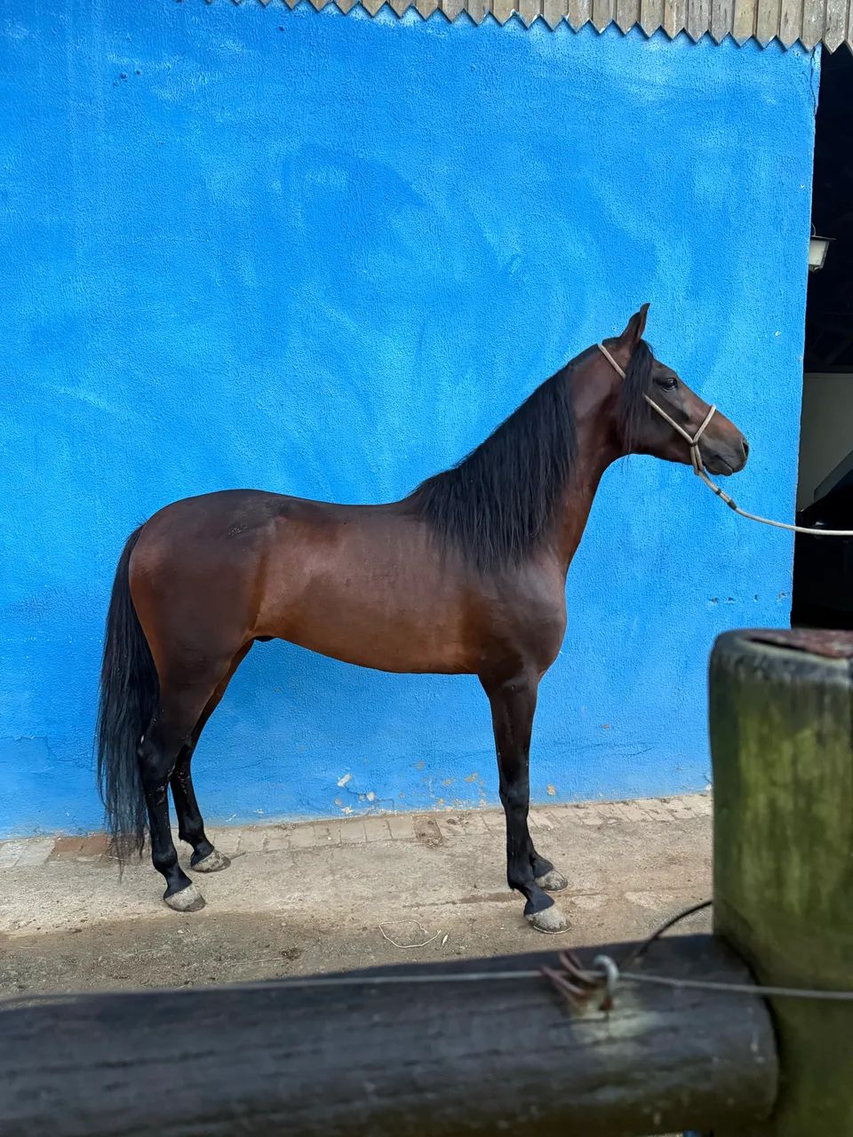 CAVALO REGISTRADO DEFINITIVO MARCHA PICADA - Foto 2