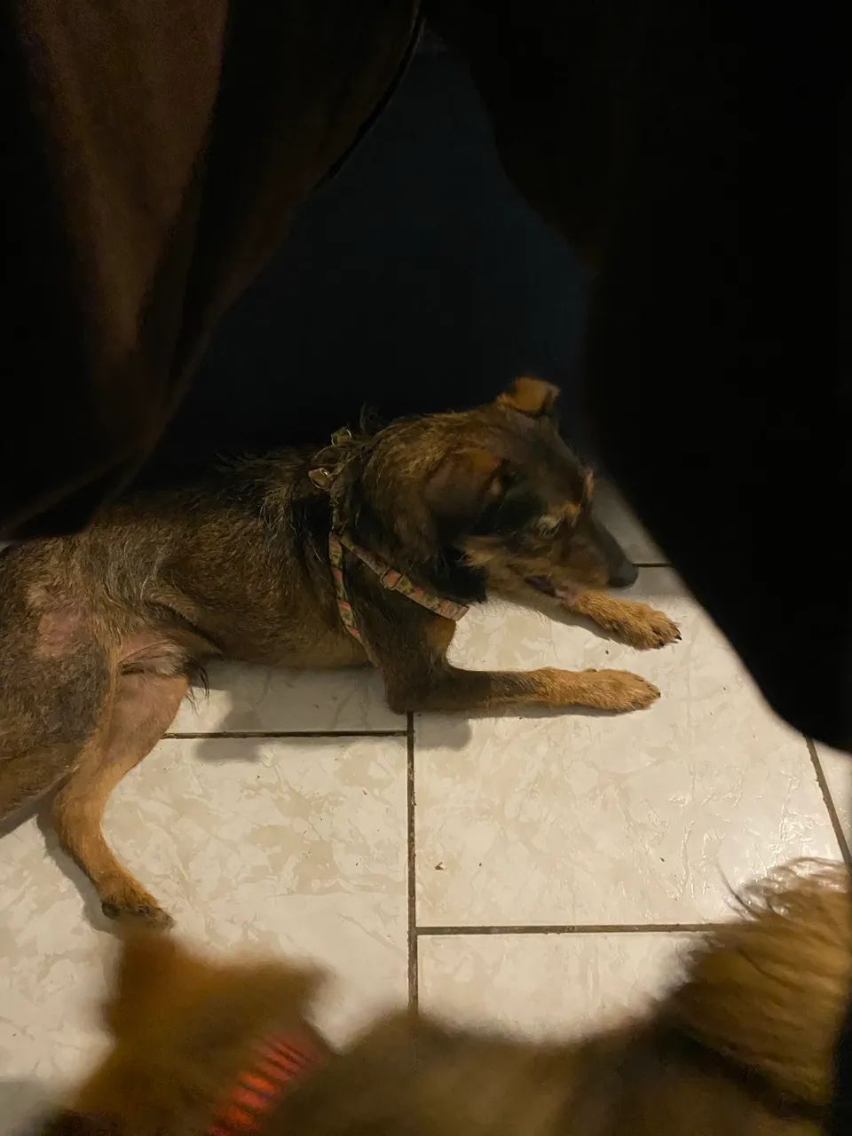 Pet