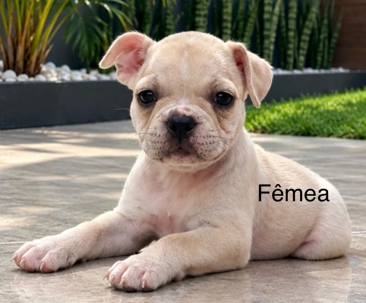 Bulldog francês  - Foto 5