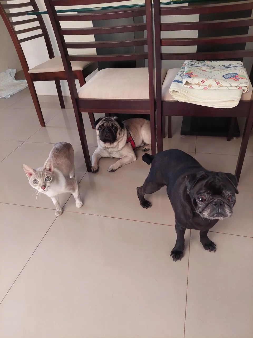Petsitter e hospedagem pet 