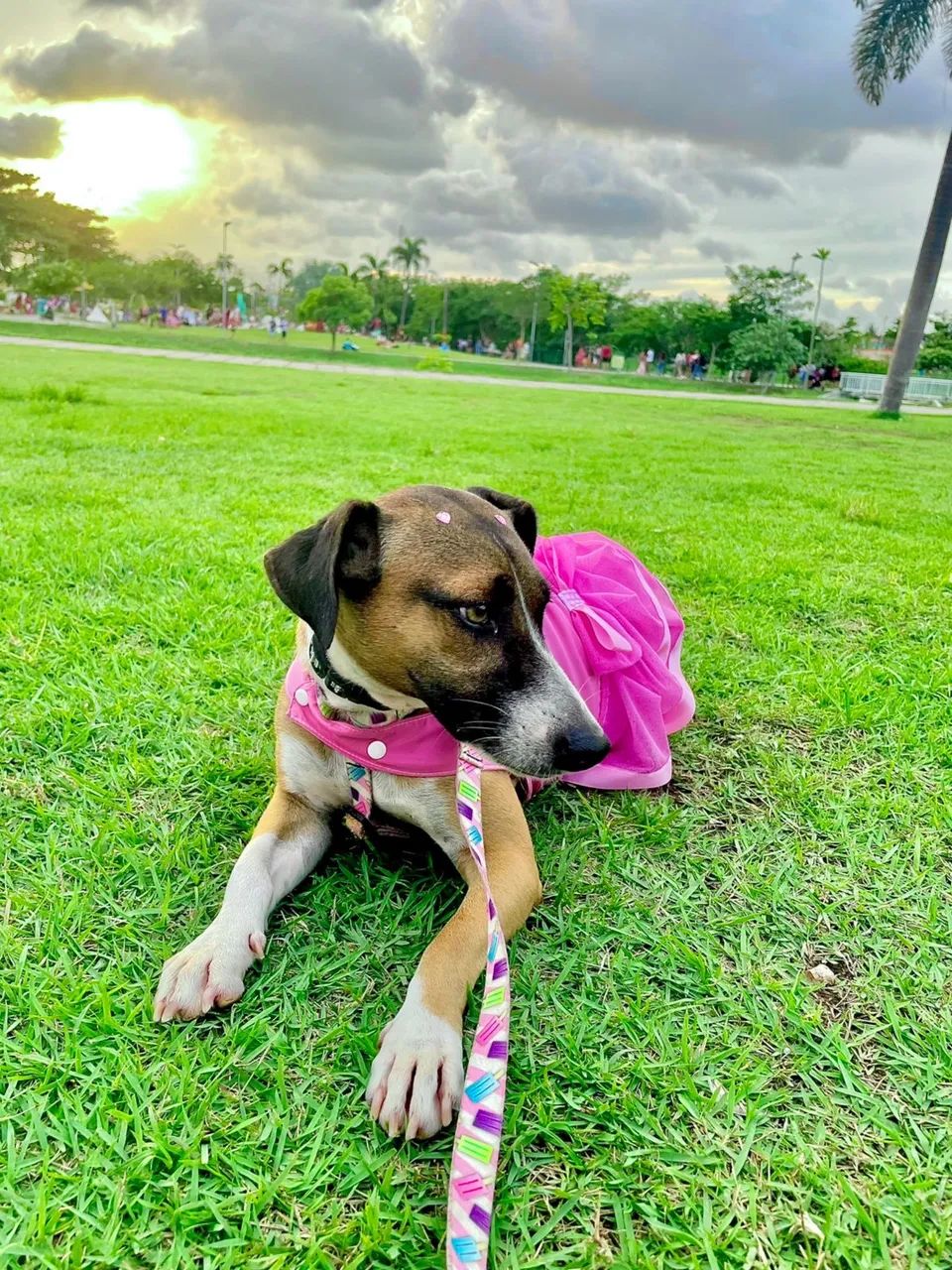 Adoção responsável e amorosa  - Foto 2