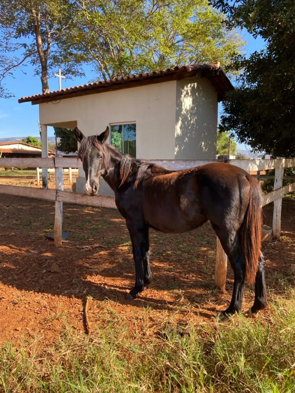 Potra Quarto de Milha - Foto 3