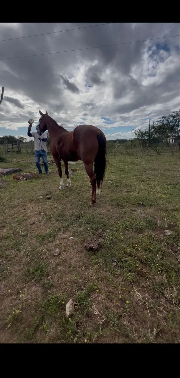Égua de marcha picada à venda - Foto 4