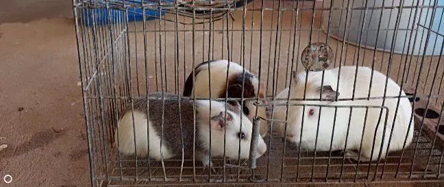 Animais estimação  - Foto 4