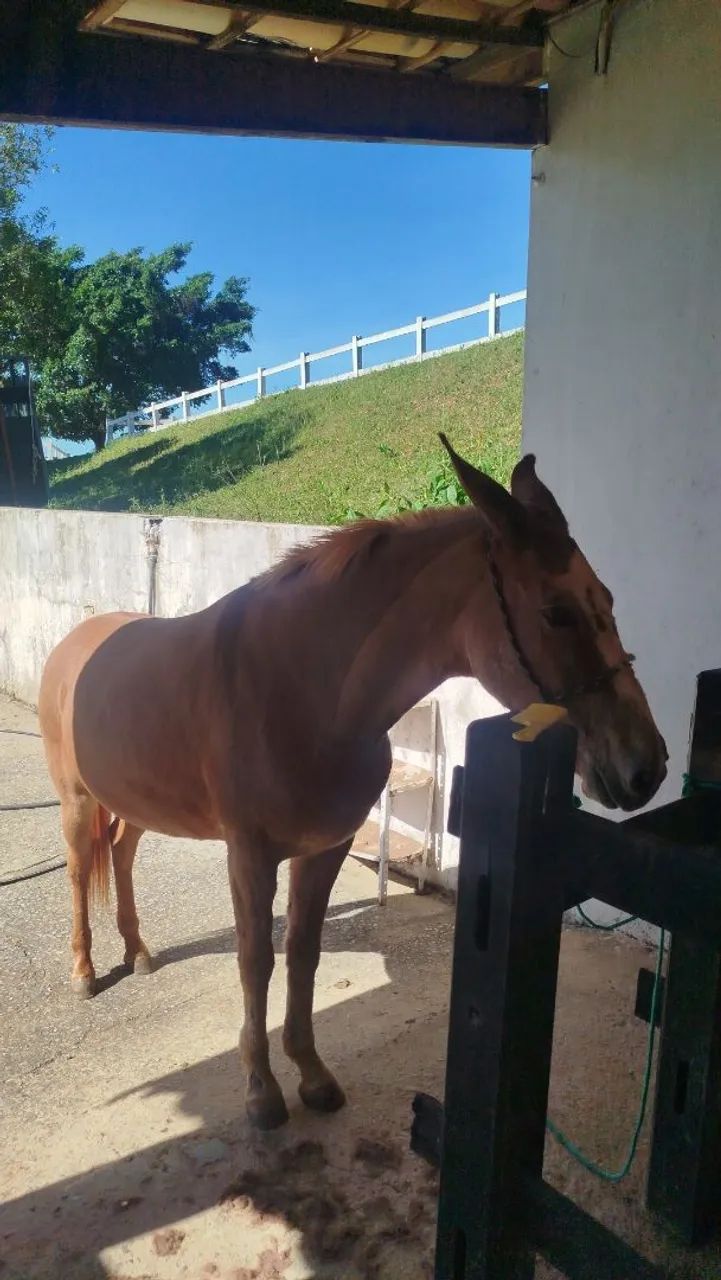 Vendo mula Pega de patrão  - Foto 3