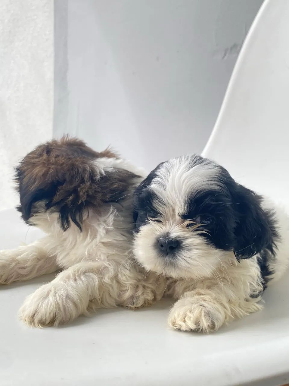 Filhotes macho shihtzu  - Foto 3
