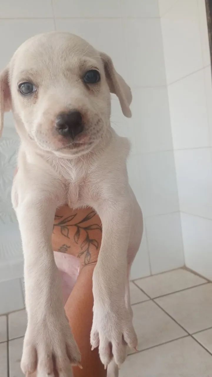 Cachorro porte grande  - Foto 2