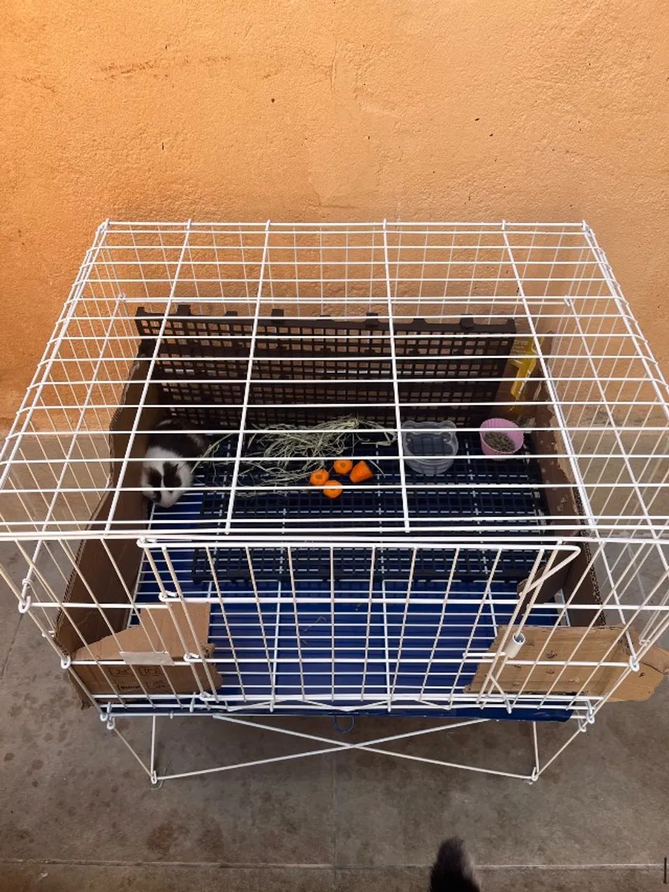 Gaiola com porquinho da índia 