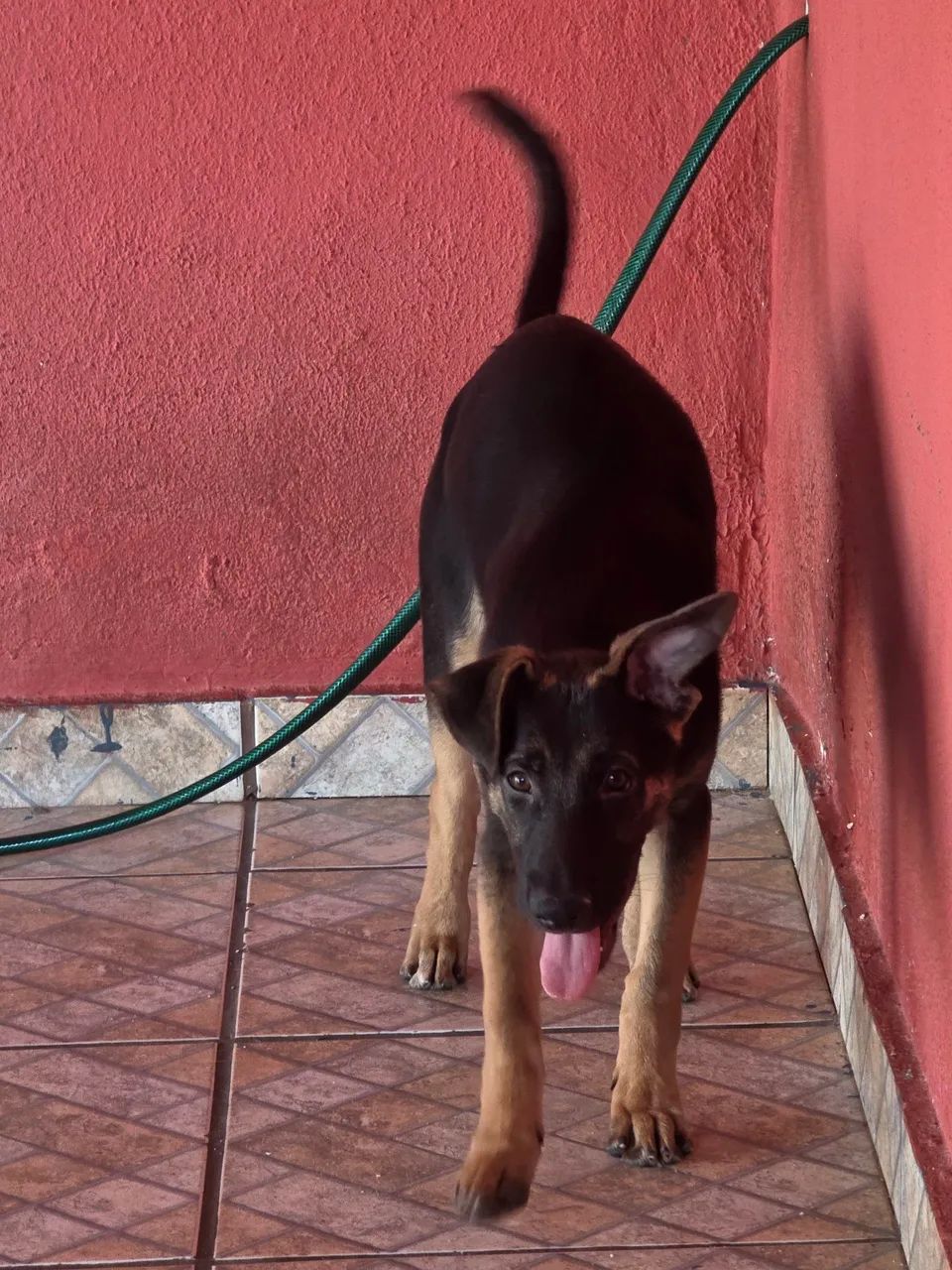 Cachorro pastor alemão  - Foto 3