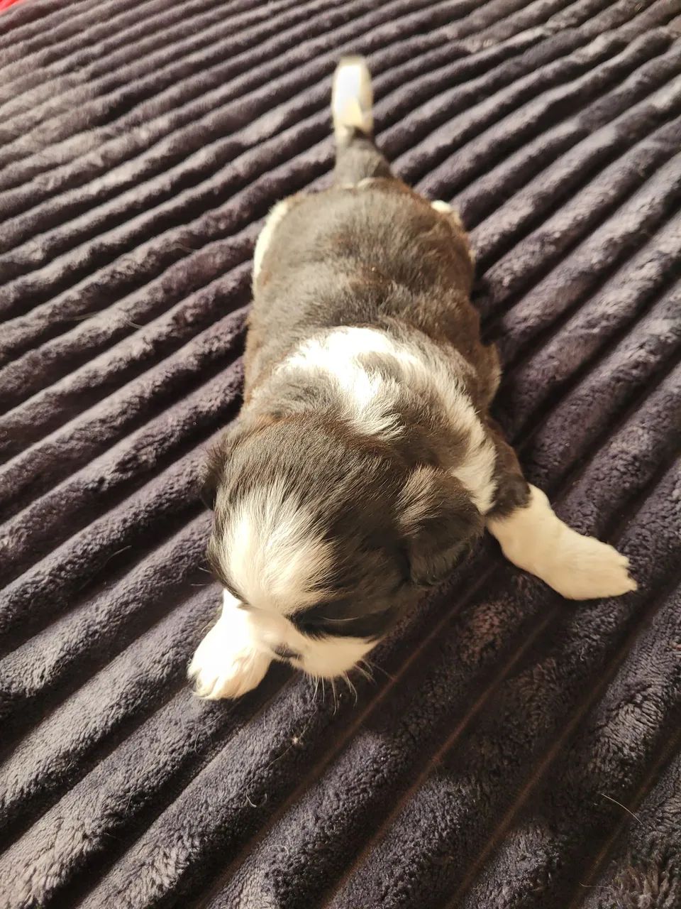 Cachorro  shituz  - Foto 4