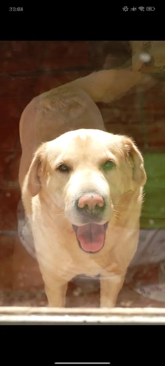 pet