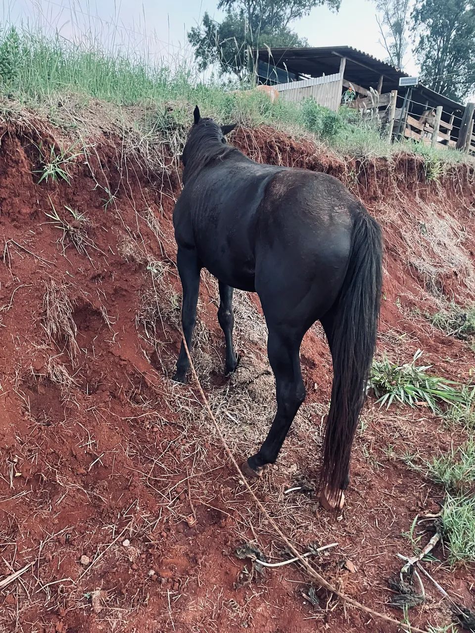Cavalo  - Foto 4