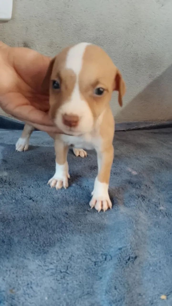 Vendo Filhotes De Pitbull - Foto 4