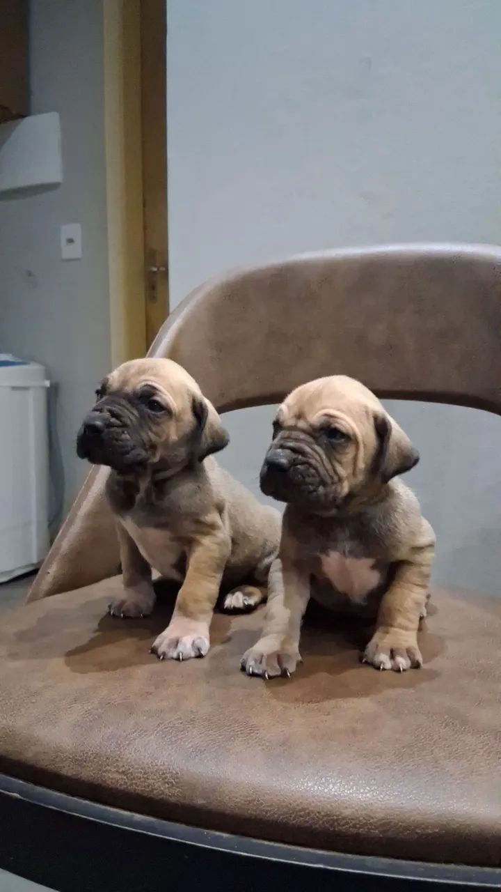 Vende-se Filhote de Fila Brasileiro  - Foto 2