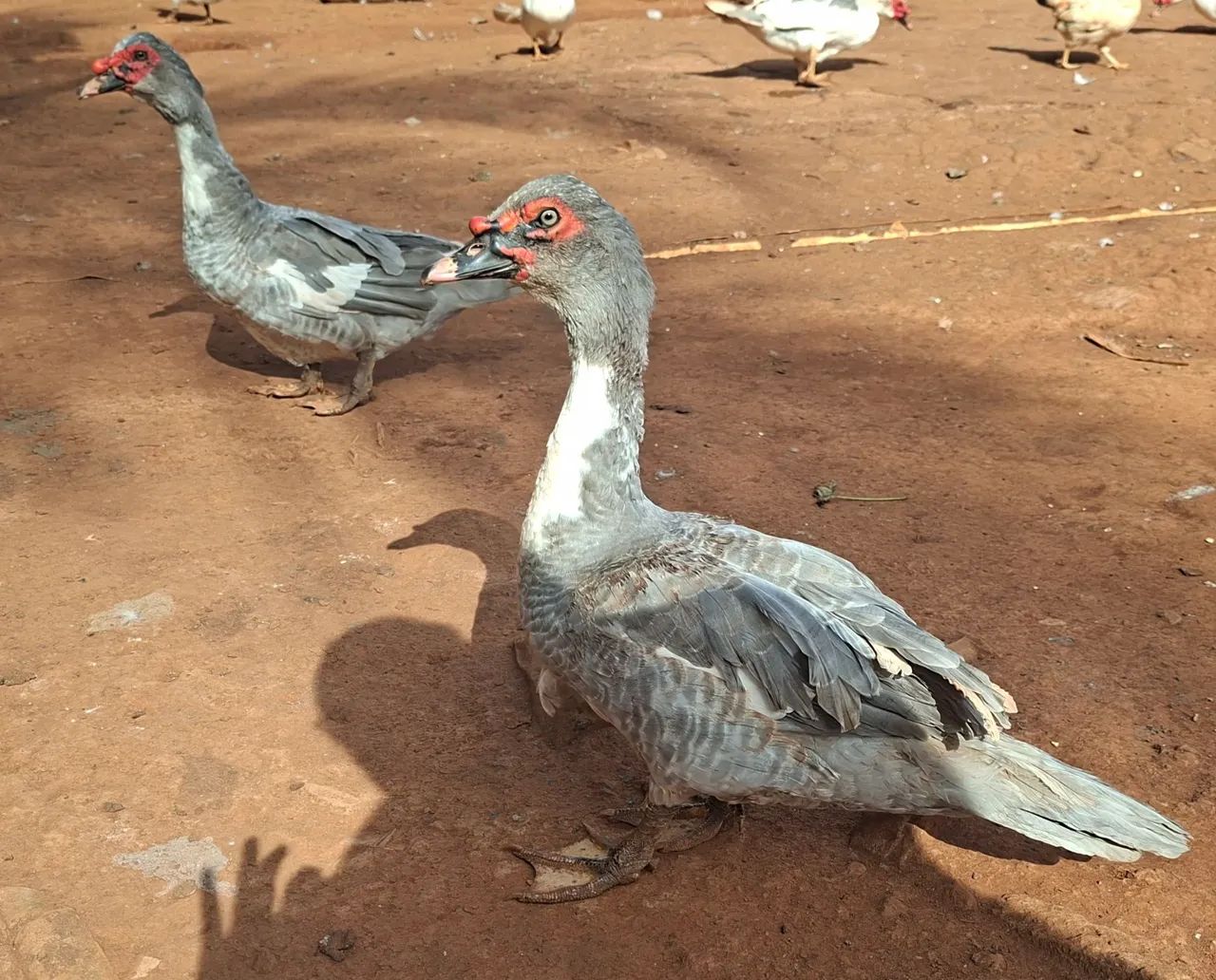 Patos machos