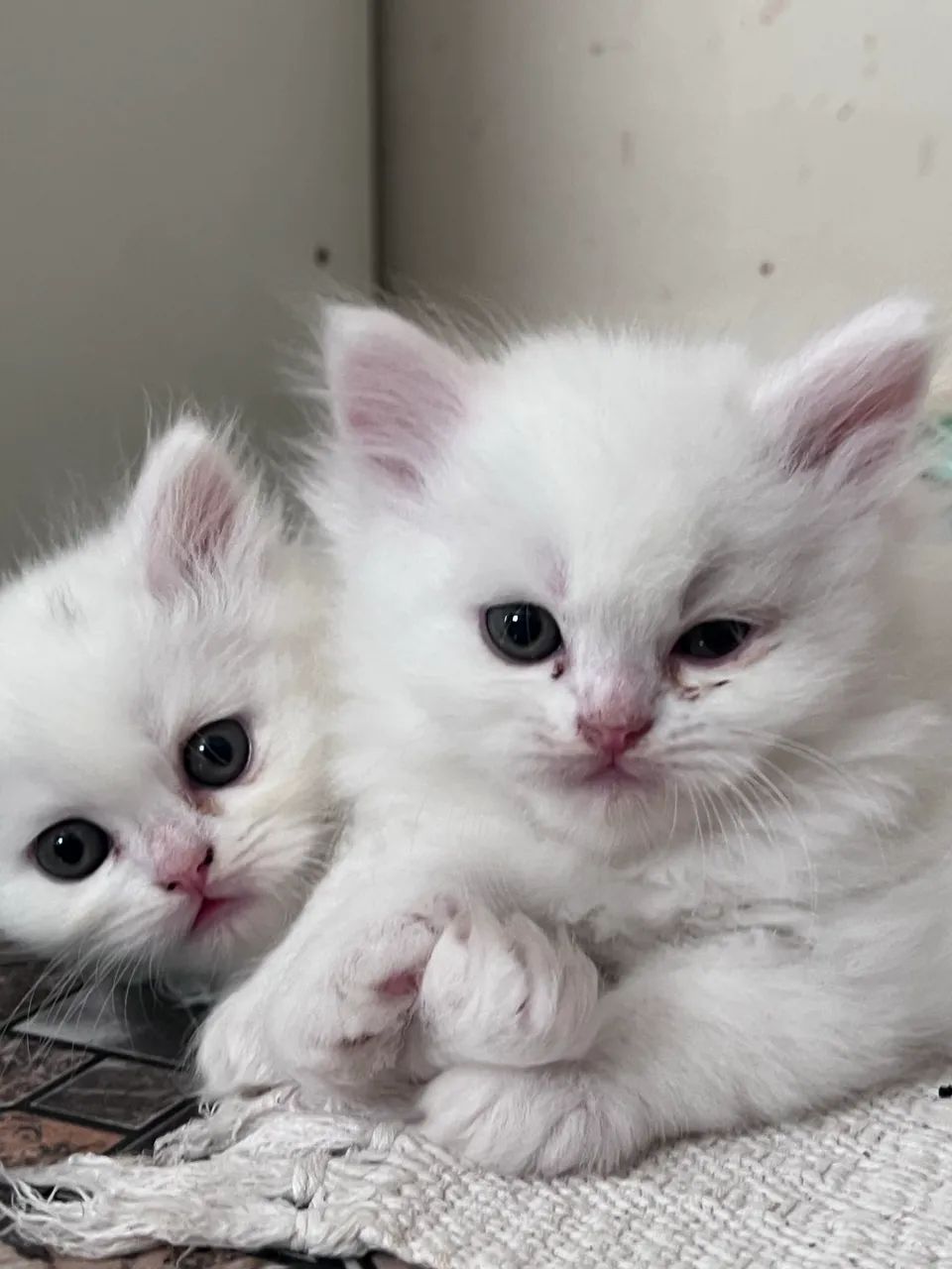 Gato persa 