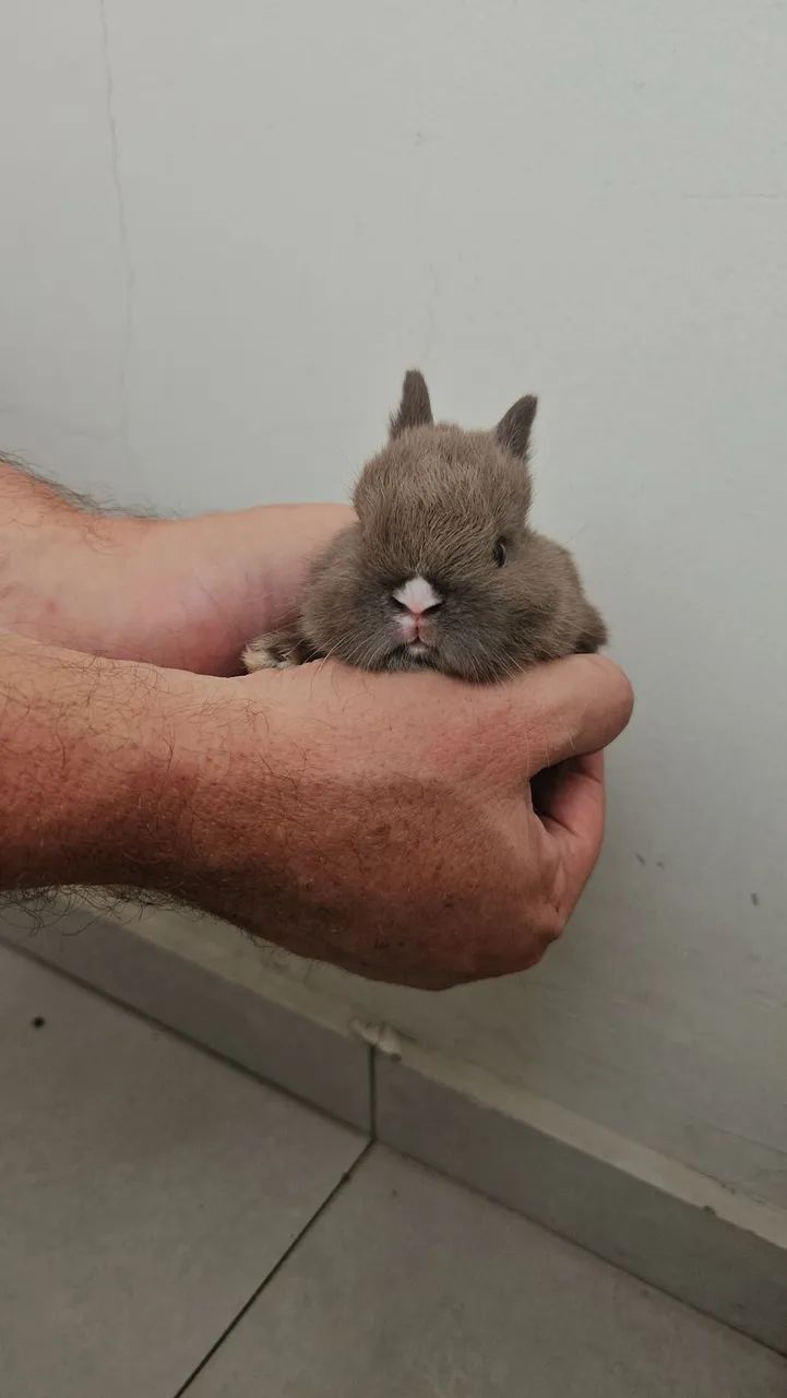 Coelho mini anao. - Foto 2