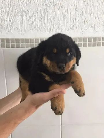 Rottweiler Premium - V10 em Dia e Saúde Comprovada
