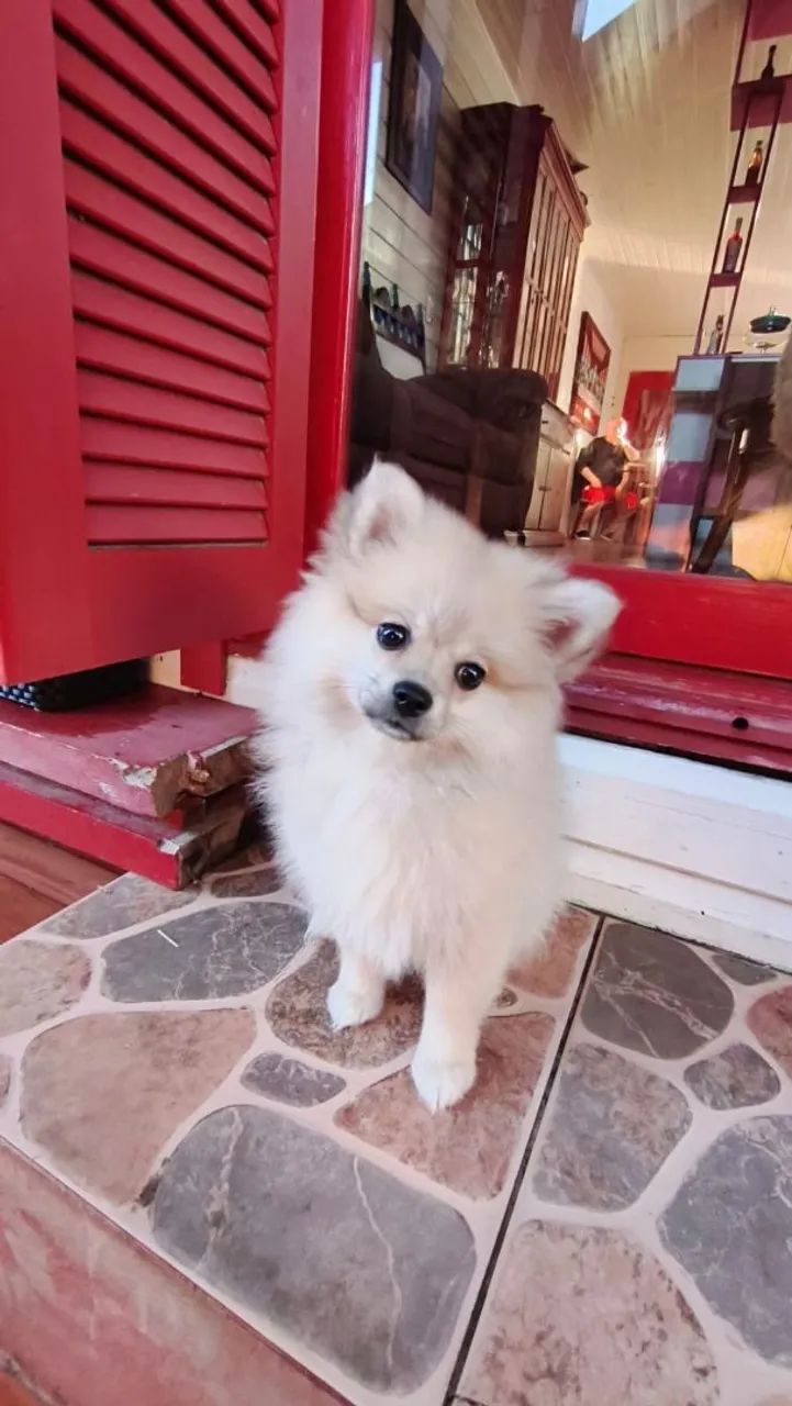 Spitz Alemão mini  - Foto 2