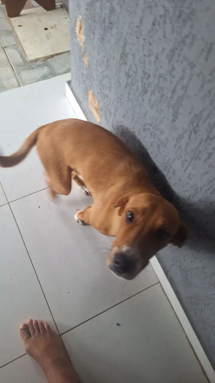 Cão femea