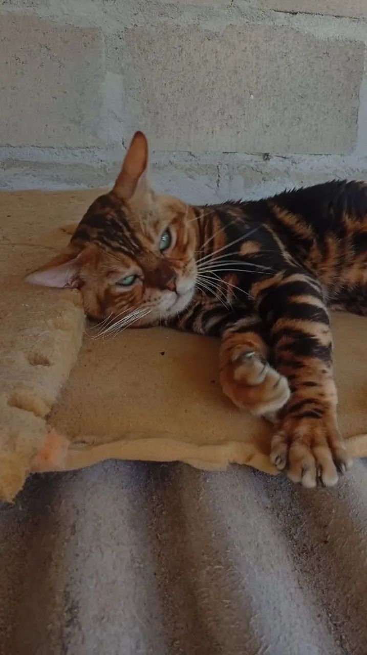 Gato Bengal macho - Foto 2