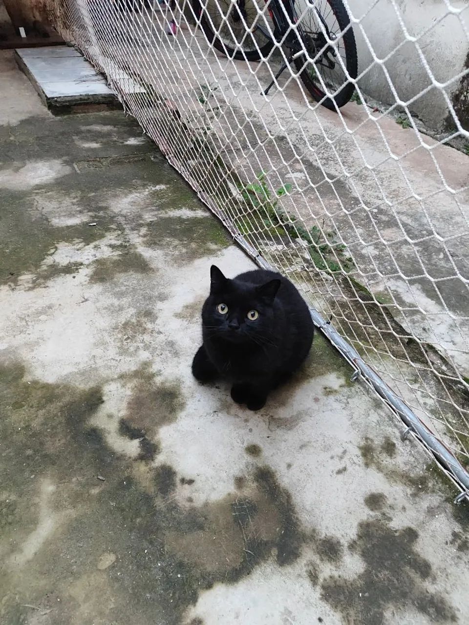 Gatos de estimação  - Foto 2