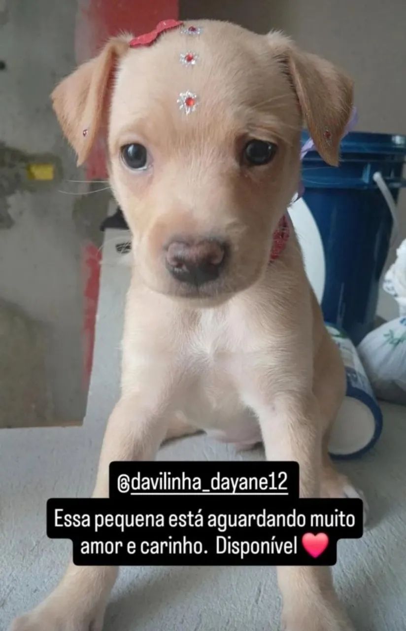 Doação de 3 filhotes  - Foto 2