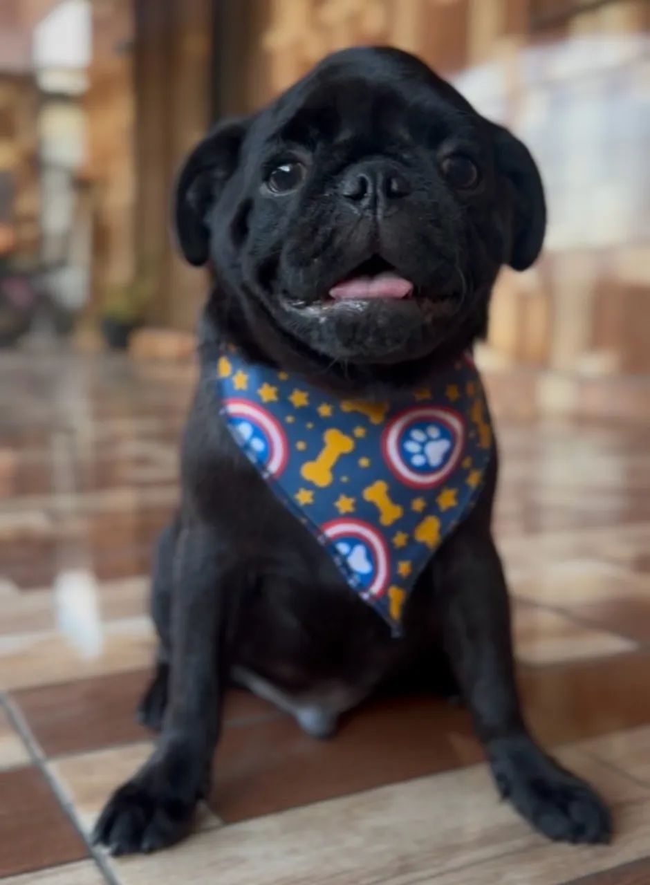 Pug macho - Foto 3