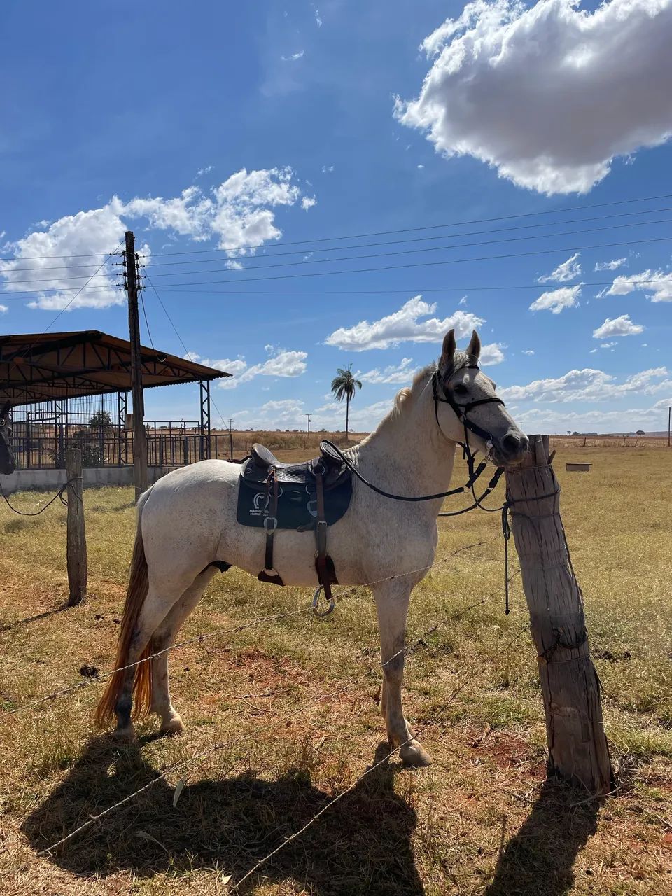 Cavalo mangalarga marchador - Foto 5