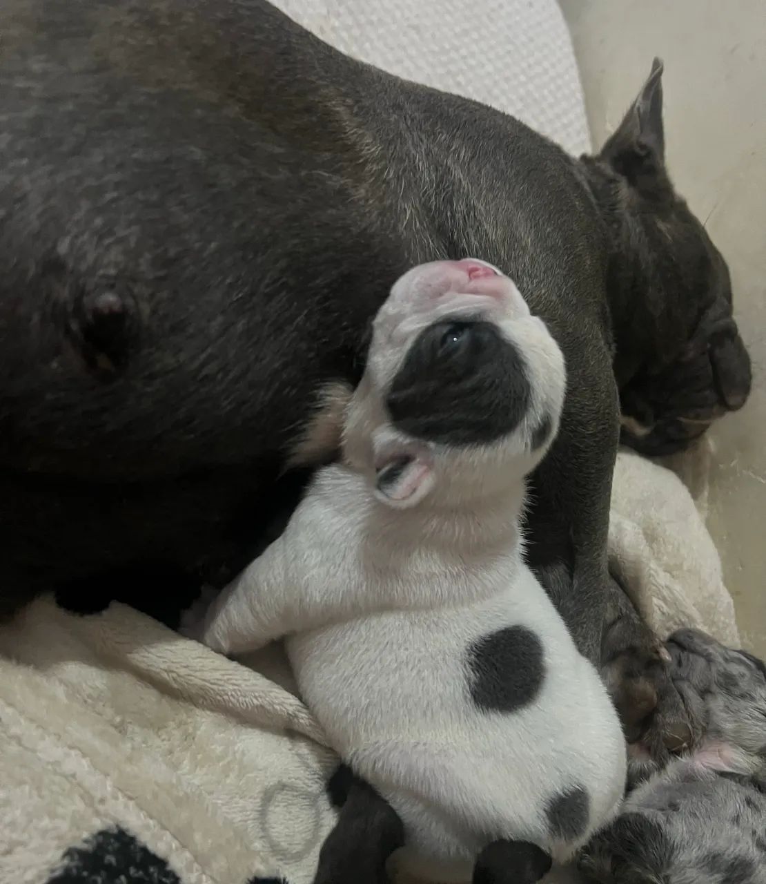 Bulldog Francês  - Foto 5