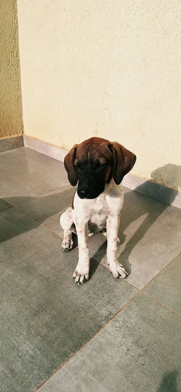 Cachorrinha para adoção  - Foto 2