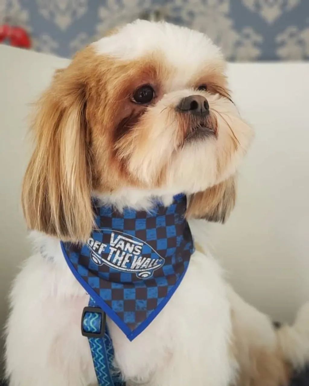 Bandanas Pet para Banho e Tosa Grooming  - Unidade ou Quantidade - Foto 3