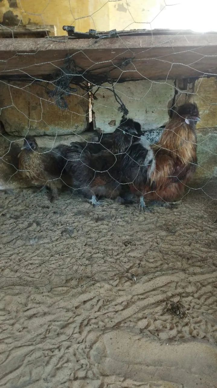 Sedosa - Foto 2