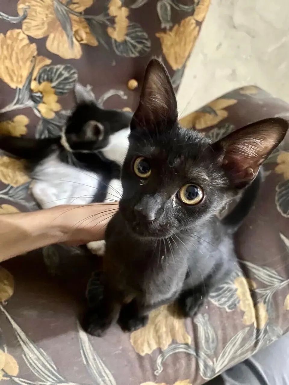 ADOÇÃO RESPONSÁVEL  - Foto 2