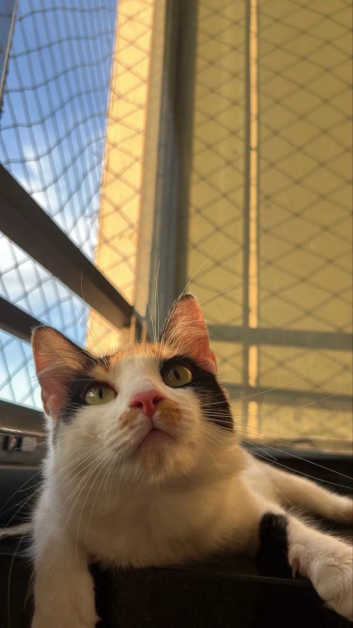 doa-se gata ( doação) - Foto 3