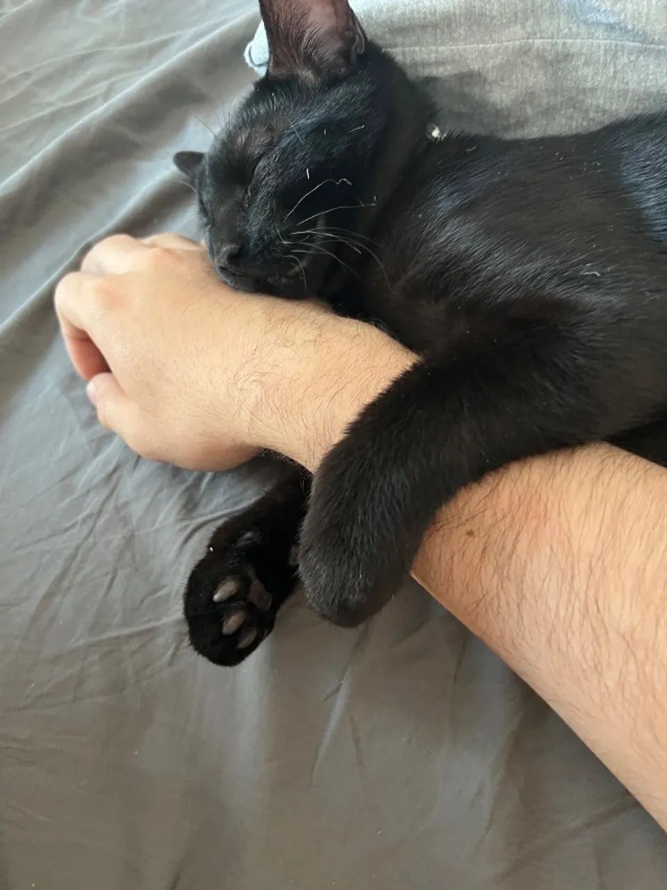 Gato - Foto 2