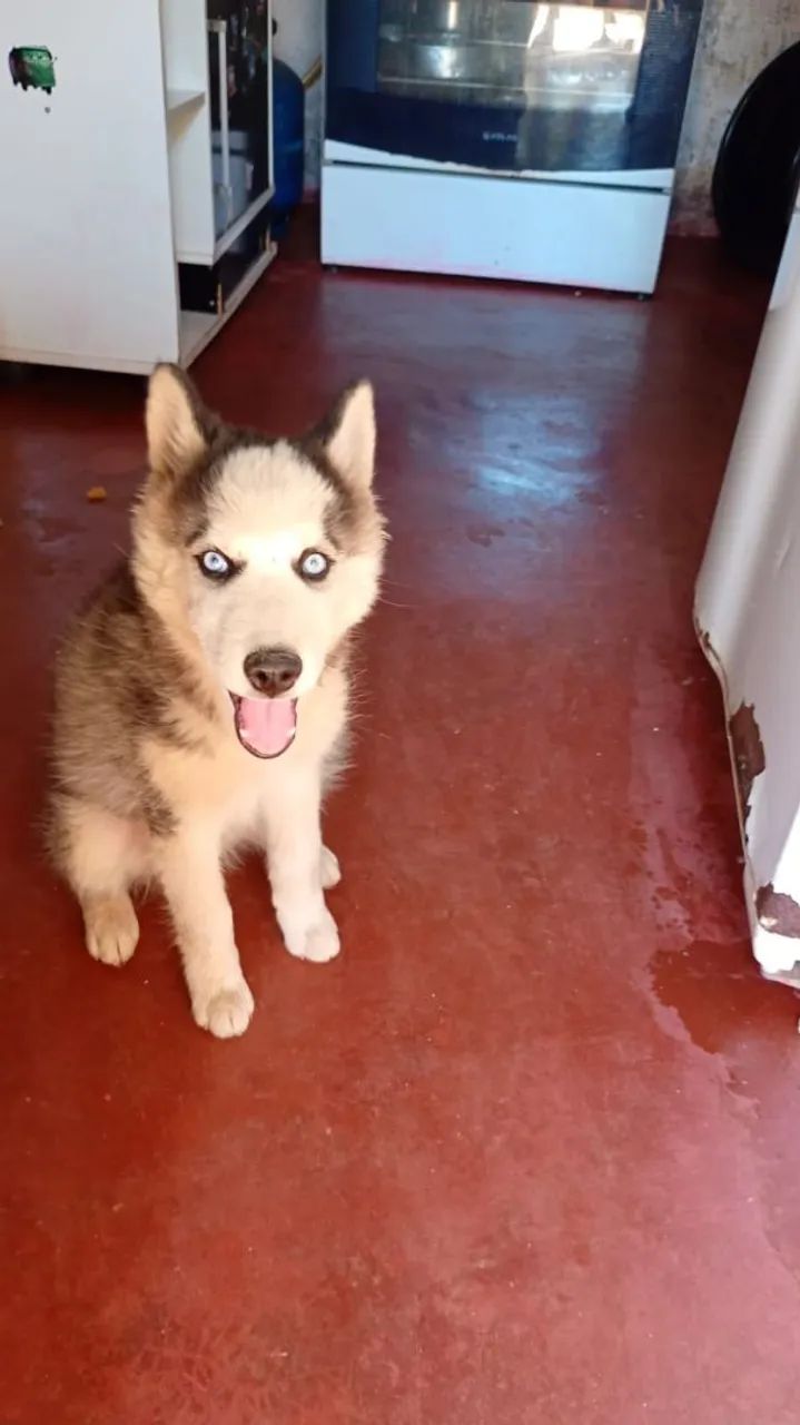 Cachorro Husky Siberiano macho