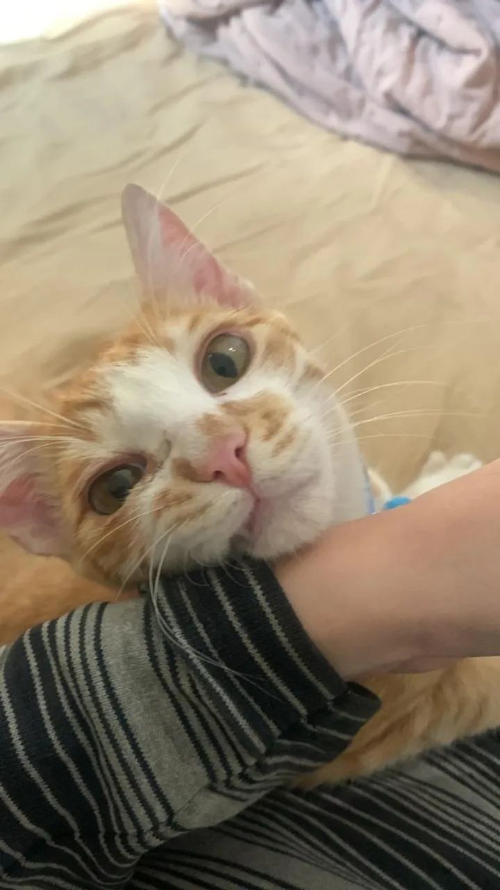 Gato laranja - Foto 4