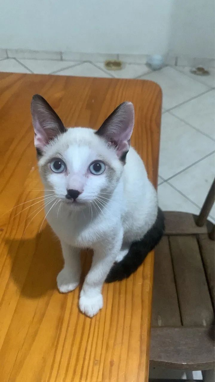 Doação de gatinhos  - Foto 3