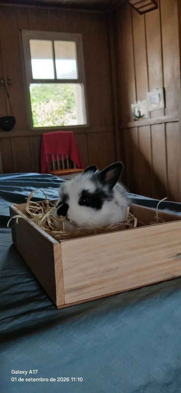 Animais  - Foto 2