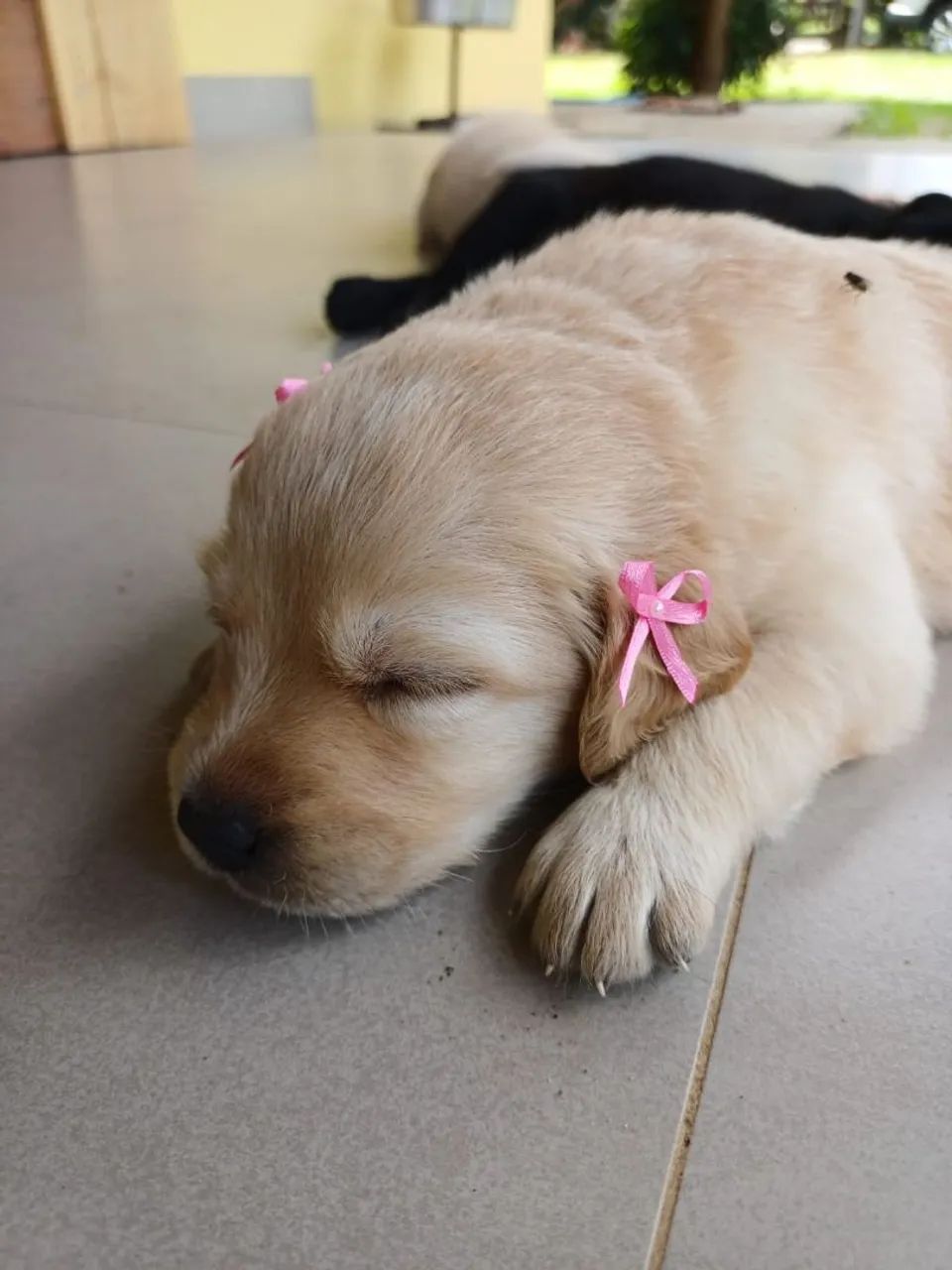 LABRADOR - Foto 5