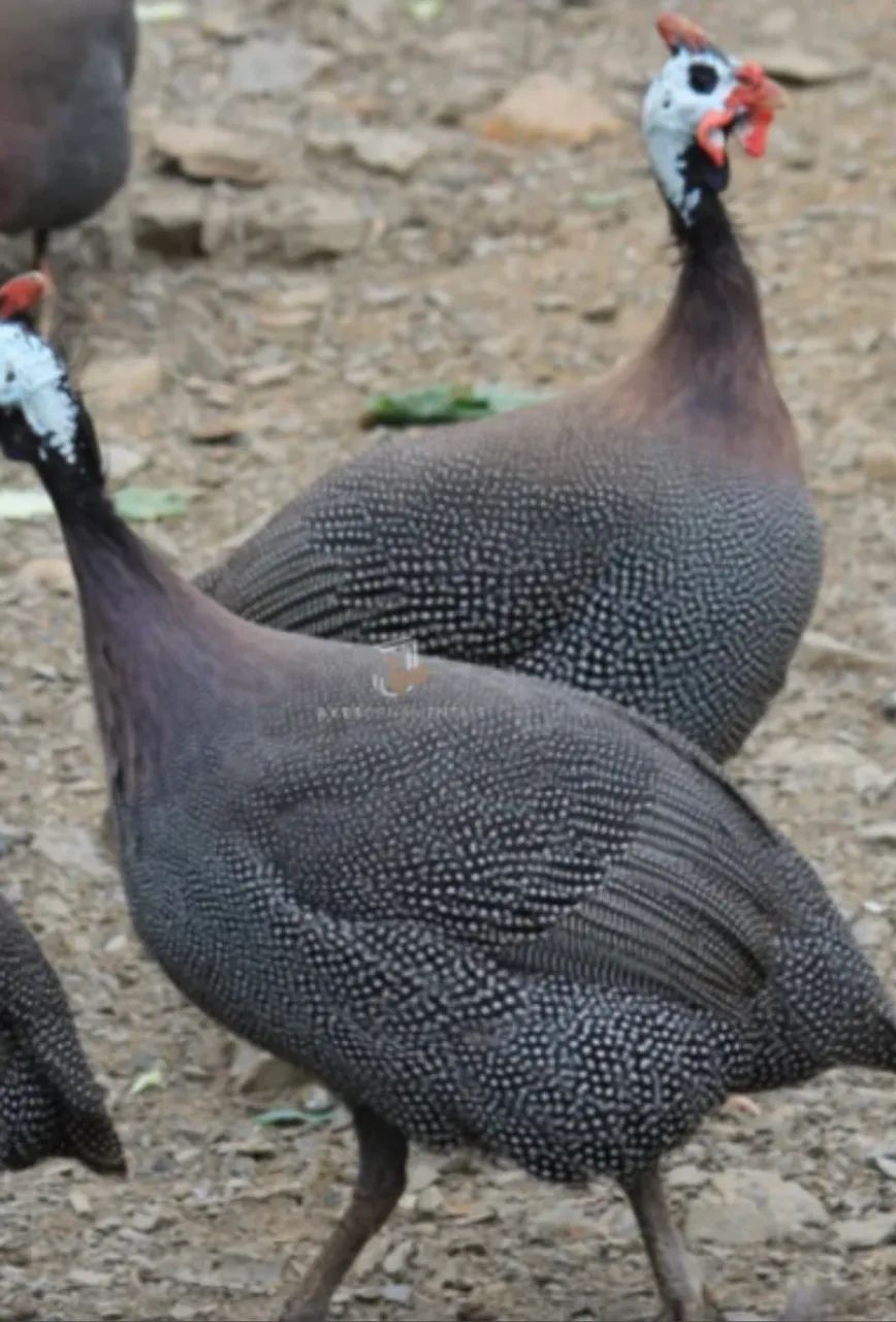 Galinha de Angola 
