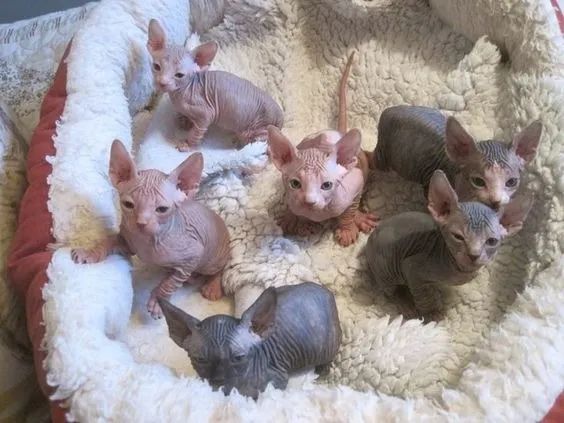 Sphynx Machos e Femeas 