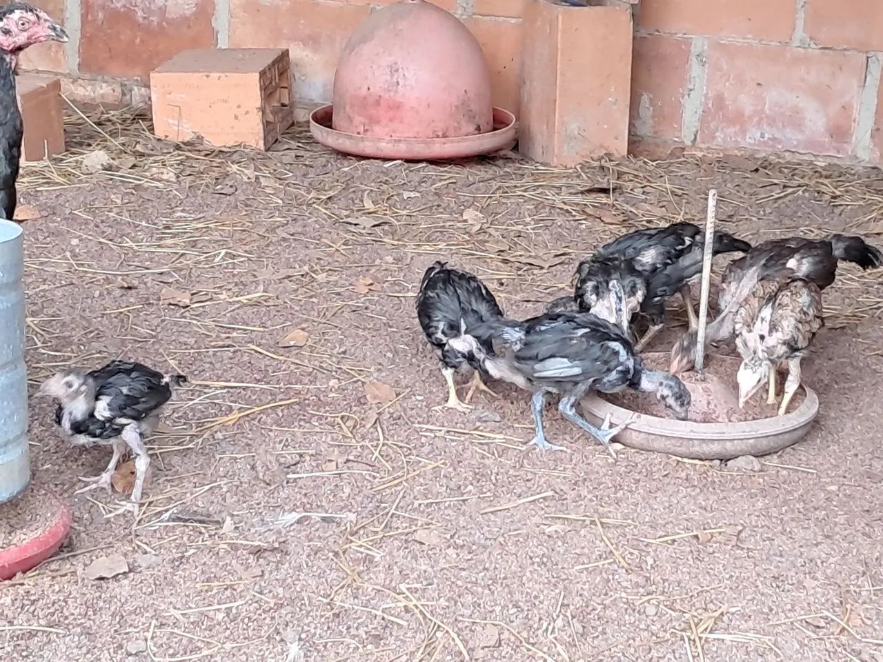 Galinha india raça pura - Foto 4