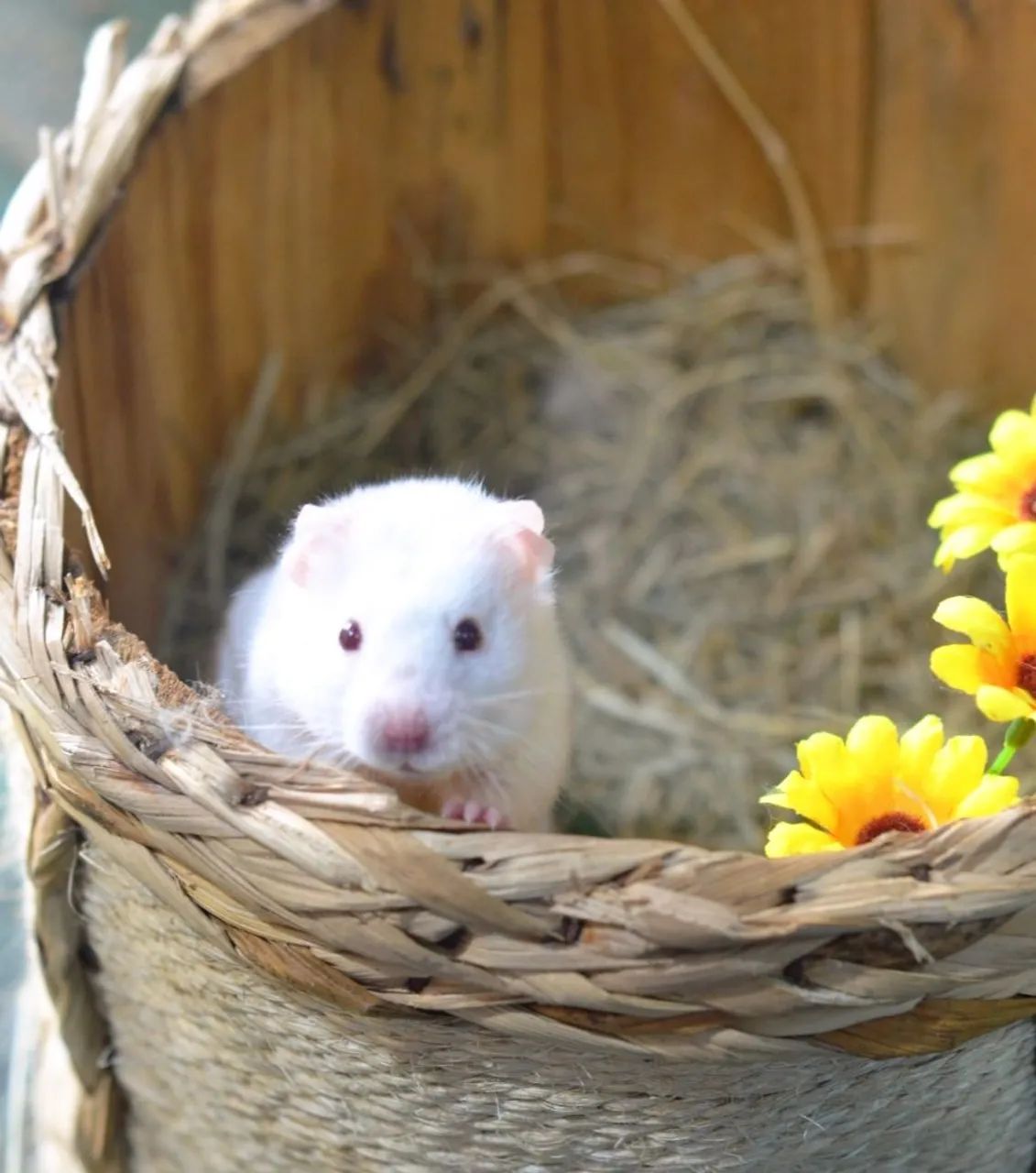 Hamster sírio e anão russo Twister coelhos calopsita porquinho filhotes e adultos  - Foto 4