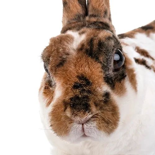 Animais  - Foto 2