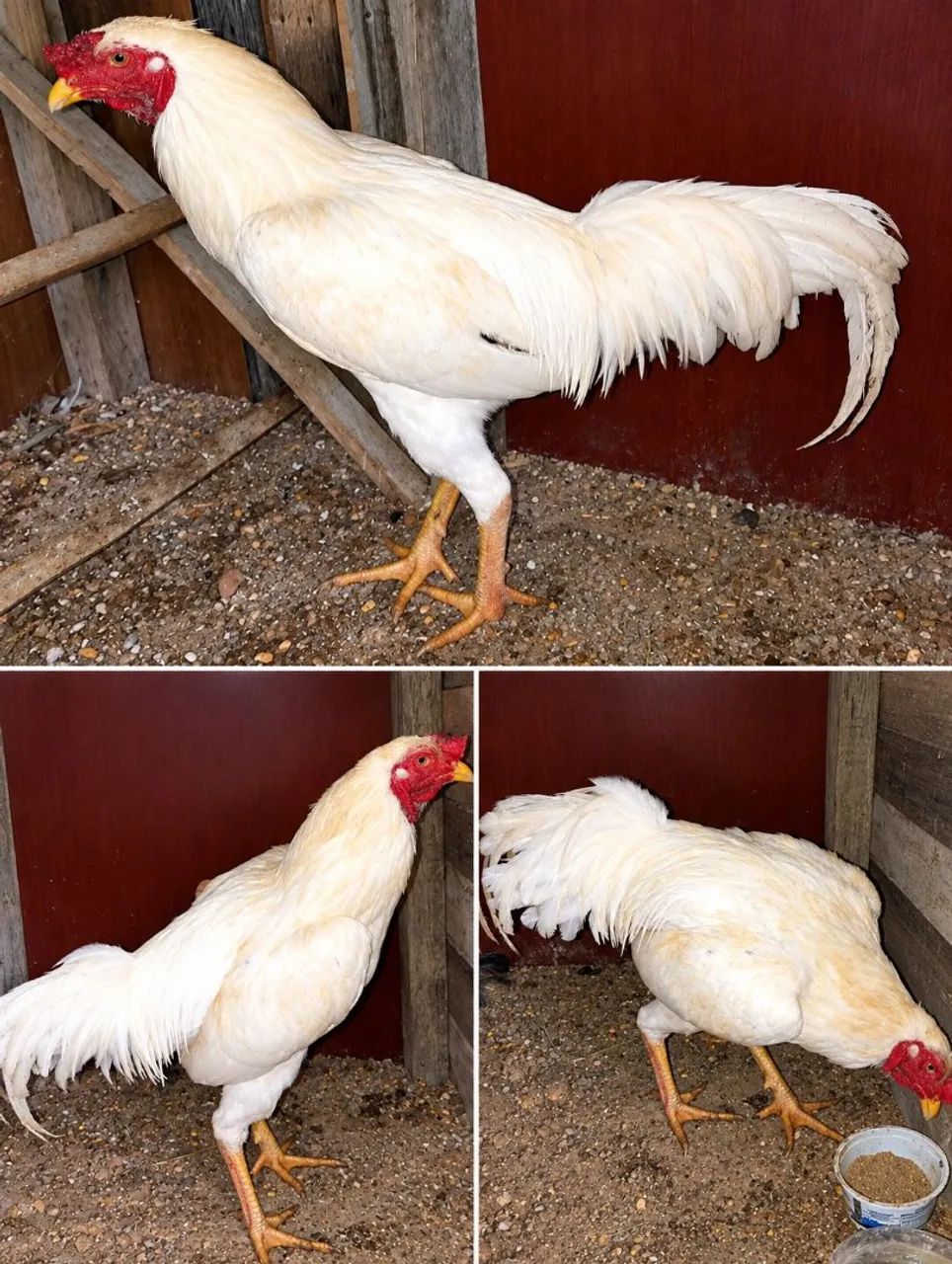 Vendo Frango