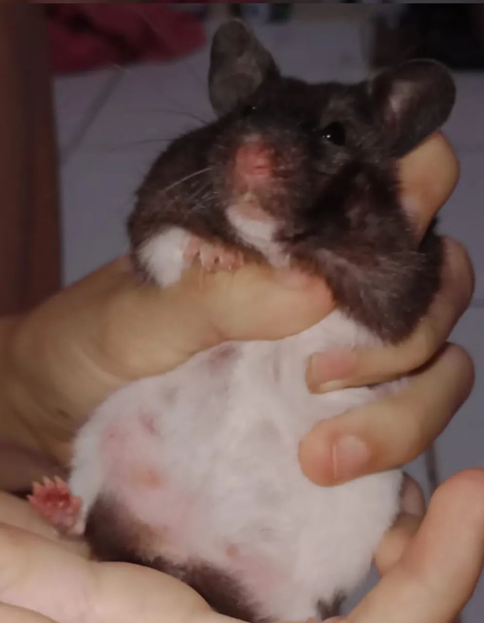 Casal de Hamsters - Foto 3